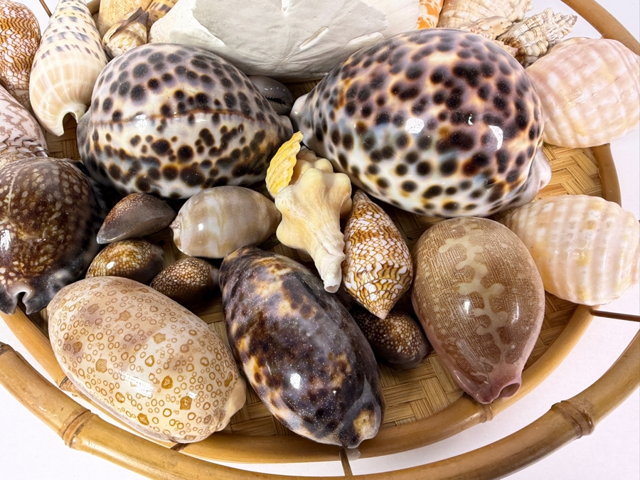 Vintage Hawaiian Organic Seashell Mix In Woven Bamboo Basket, 13'W [Photo 3]