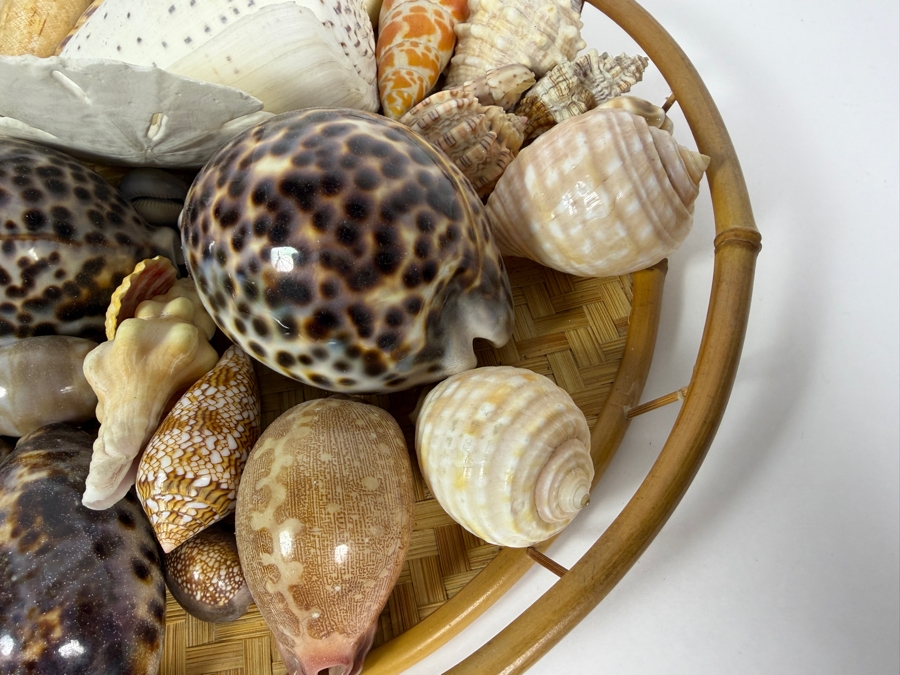 Vintage Hawaiian Organic Seashell Mix In Woven Bamboo Basket, 13'W [Photo 6]