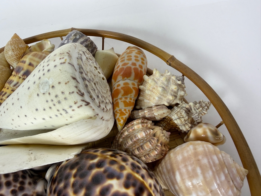 Vintage Hawaiian Organic Seashell Mix In Woven Bamboo Basket, 13'W [Photo 5]