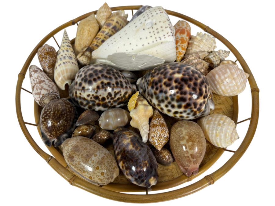 Vintage Hawaiian Organic Seashell Mix In Woven Bamboo Basket, 13'W