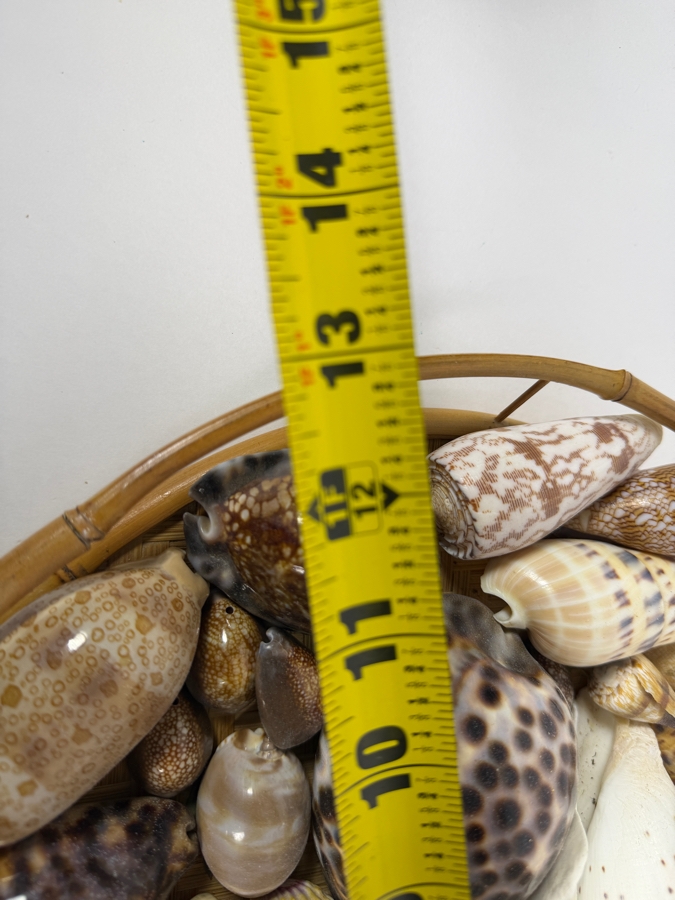 Vintage Hawaiian Organic Seashell Mix In Woven Bamboo Basket, 13'W [Photo 7]
