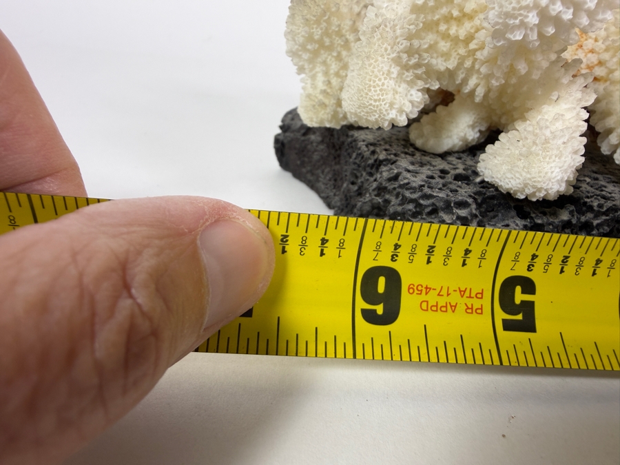 Vintage Makelina Of Hawaii Natural Cauliflower Coral On Black Lava Rock Decor Set, 6.5'W [Photo 7]
