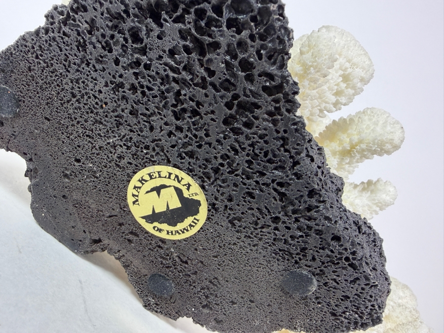 Vintage Makelina Of Hawaii Natural Cauliflower Coral On Black Lava Rock Decor Set, 6.5'W [Photo 6]