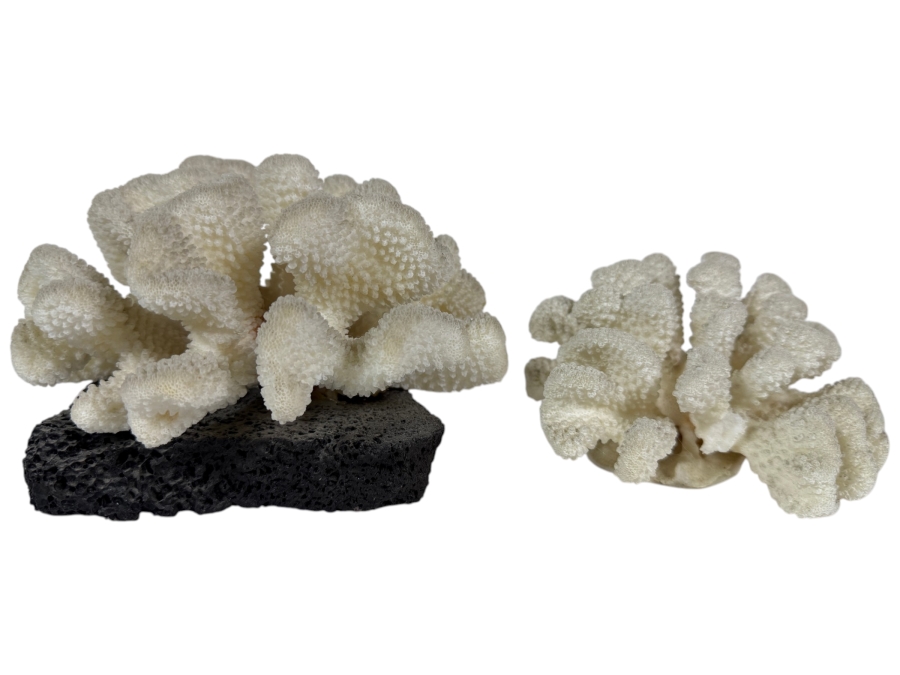 Vintage Makelina Of Hawaii Natural Cauliflower Coral On Black Lava Rock Decor Set, 6.5'W