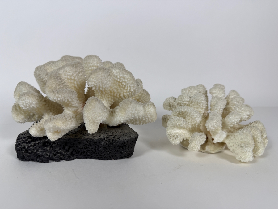 Vintage Makelina Of Hawaii Natural Cauliflower Coral On Black Lava Rock Decor Set, 6.5'W [Photo 2]