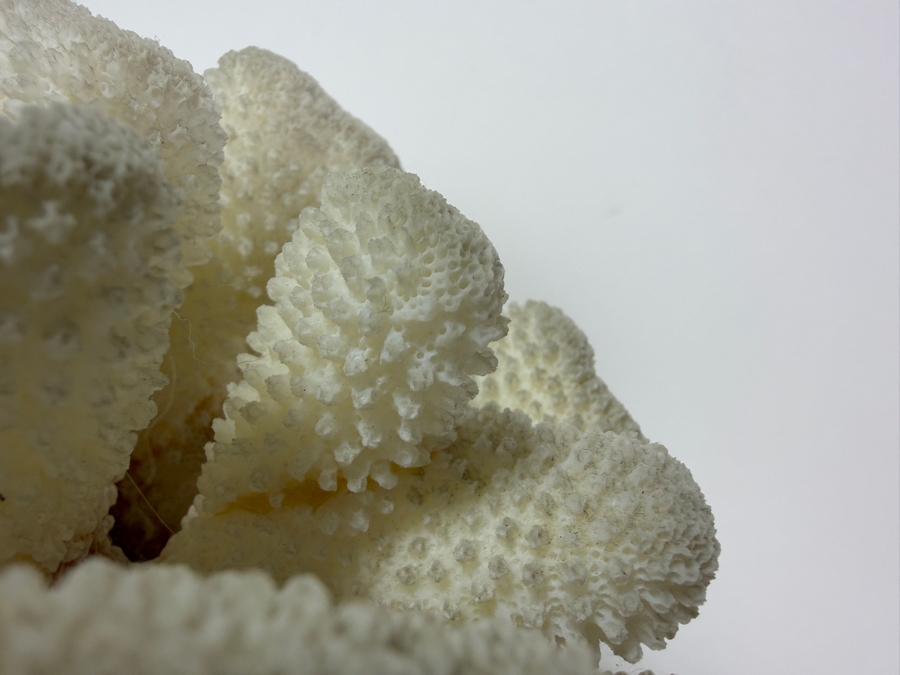Vintage Makelina Of Hawaii Natural Cauliflower Coral On Black Lava Rock Decor Set, 6.5'W [Photo 5]