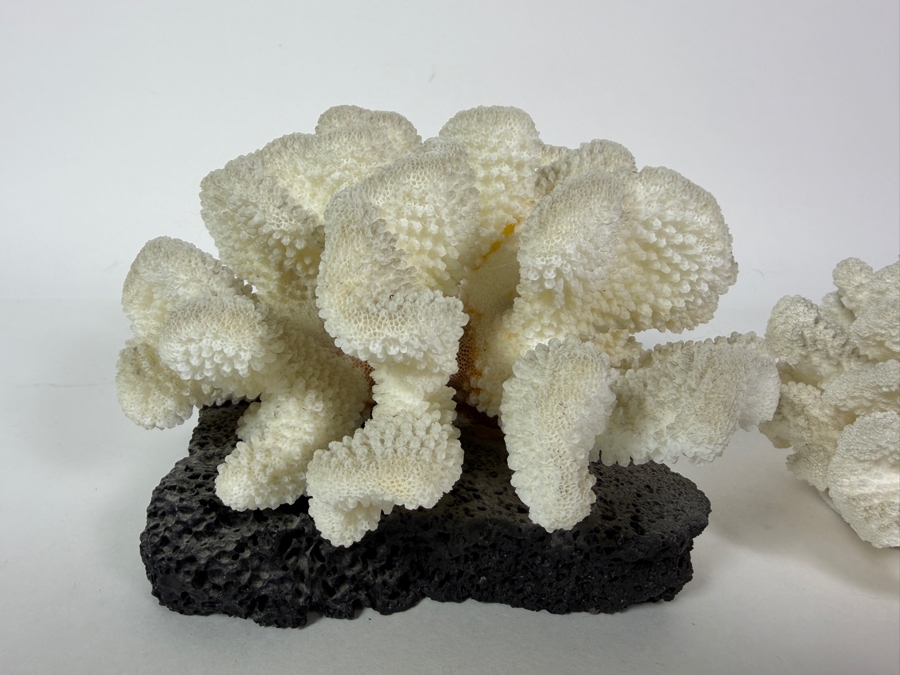 Vintage Makelina Of Hawaii Natural Cauliflower Coral On Black Lava Rock Decor Set, 6.5'W [Photo 3]