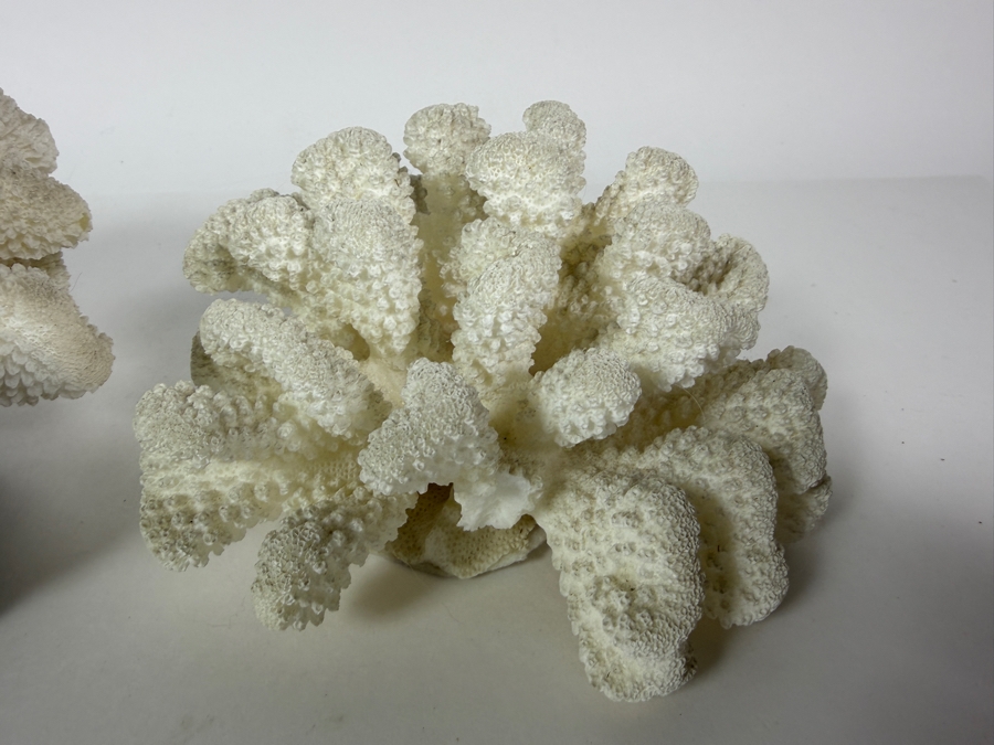 Vintage Makelina Of Hawaii Natural Cauliflower Coral On Black Lava Rock Decor Set, 6.5'W [Photo 4]