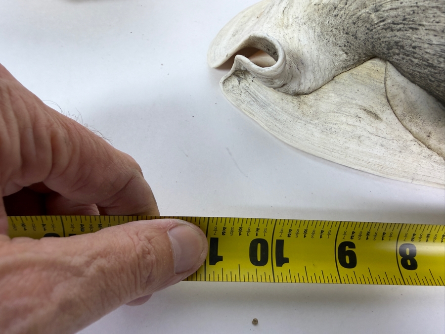 Vintage Natural Iridescent Abalone Shell And Large Queen Conch Sea Shell Specimen Set, 11'W [Photo 6]