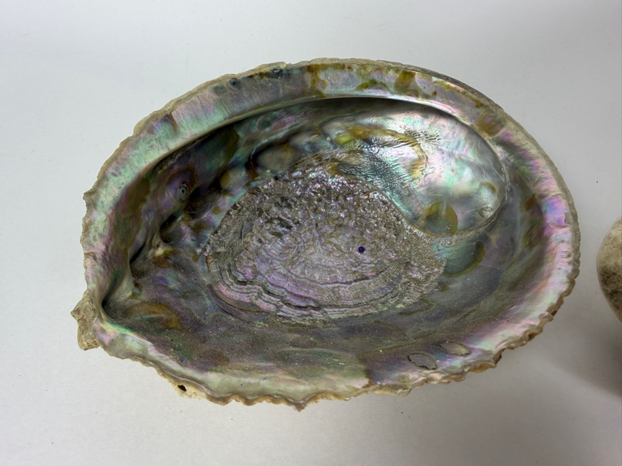Vintage Natural Iridescent Abalone Shell And Large Queen Conch Sea Shell Specimen Set, 11'W [Photo 3]