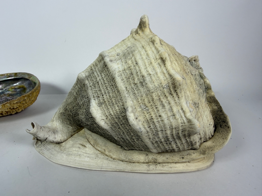 Vintage Natural Iridescent Abalone Shell And Large Queen Conch Sea Shell Specimen Set, 11'W [Photo 5]