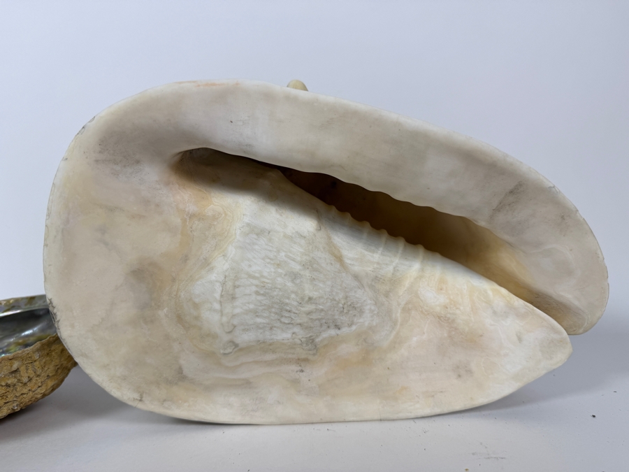 Vintage Natural Iridescent Abalone Shell And Large Queen Conch Sea Shell Specimen Set, 11'W [Photo 2]