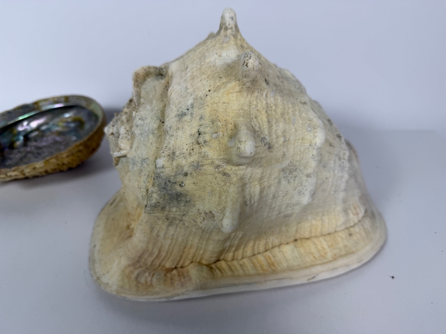 Vintage Natural Iridescent Abalone Shell And Large Queen Conch Sea Shell Specimen Set, 11'W [Photo 4]