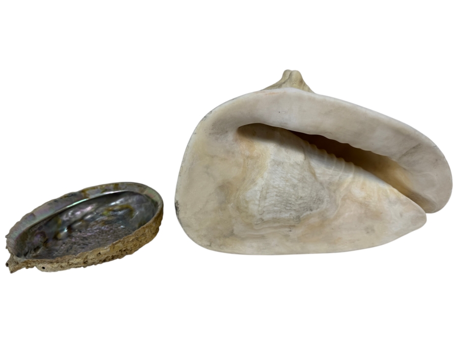 Vintage Natural Iridescent Abalone Shell And Large Queen Conch Sea Shell Specimen Set, 11'W