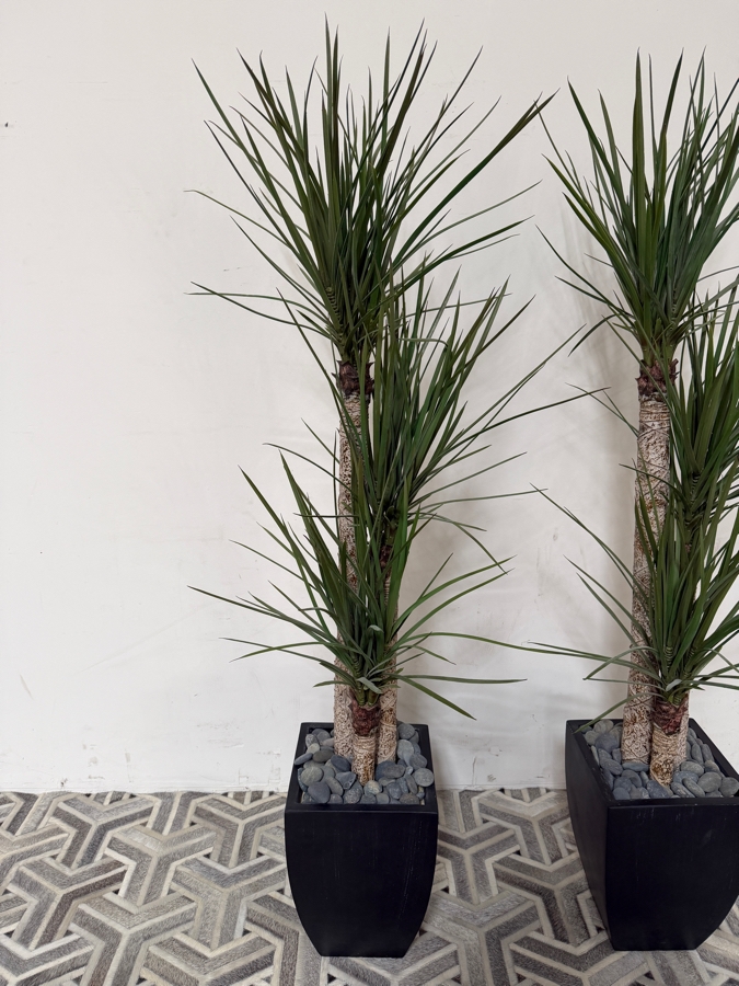 Artificial Dracaena Marginata Dragon Trees Pair, Faux Three Trunk Tropical Indoor Plants With Decorative Gray River Rock Accent Fill In Square Tapered Matte Black Floor Planters, 66'H [Photo 4]