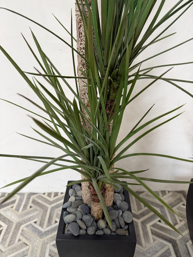 Artificial Dracaena Marginata Dragon Trees Pair, Faux Three Trunk Tropical Indoor Plants With Decorative Gray River Rock Accent Fill In Square Tapered Matte Black Floor Planters, 66'H [Photo 3]