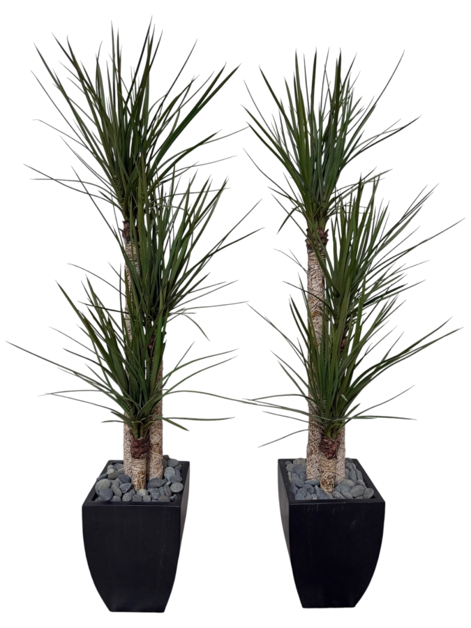 Artificial Dracaena Marginata Dragon Trees Pair, Faux Three Trunk Tropical Indoor Plants With Decorative Gray River Rock Accent Fill In Square Tapered Matte Black Floor Planters, 66'H