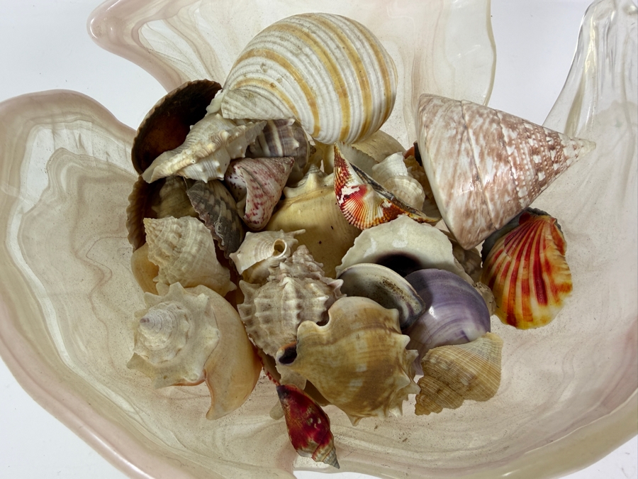 Just Added - Vintage Murano Style Pink Clam Shell Shaped Art Glass Bowl Filled With Sea Shells 9'W X 5'H [Photo 2]
