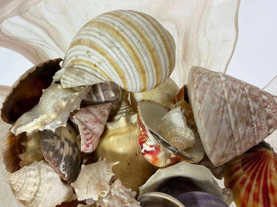 Just Added - Vintage Murano Style Pink Clam Shell Shaped Art Glass Bowl Filled With Sea Shells 9'W X 5'H [Photo 3]
