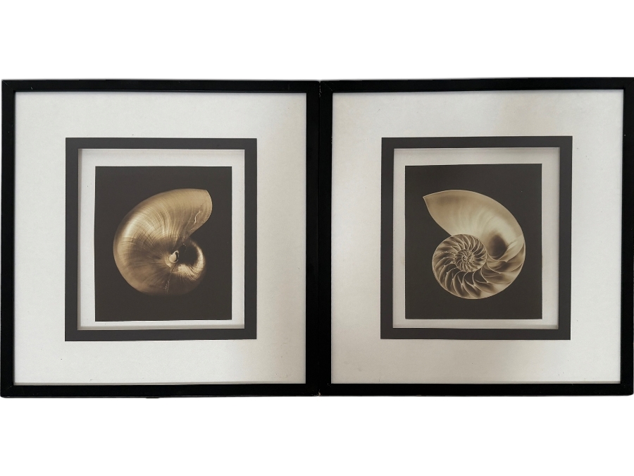 Just Added - Bassett Fine Art Nautilus Shell Decorative Photographic Print Framed Art Set Of Two 14'W X 16'H Each
