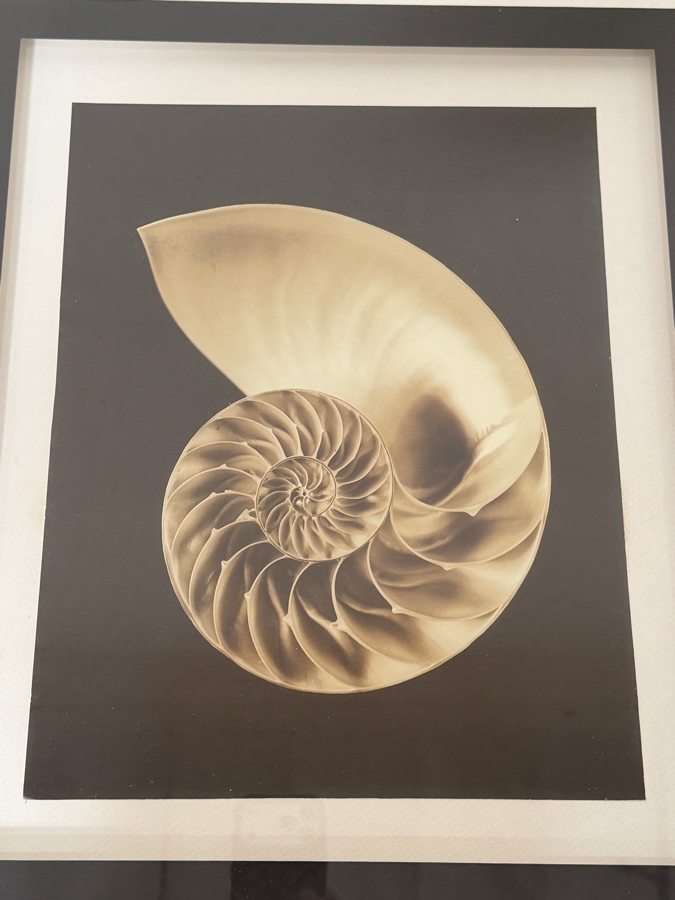 Just Added - Bassett Fine Art Nautilus Shell Decorative Photographic Print Framed Art Set Of Two 14'W X 16'H Each [Photo 2]