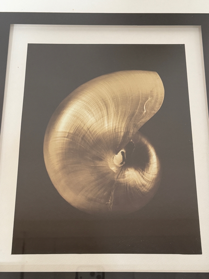 Just Added - Bassett Fine Art Nautilus Shell Decorative Photographic Print Framed Art Set Of Two 14'W X 16'H Each [Photo 3]