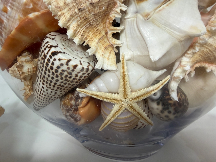 Just Added - Large Collection Of Mixed Decorative Seashells Corals And Starfish In Round Glass Bowl 11.5'H [Photo 12]