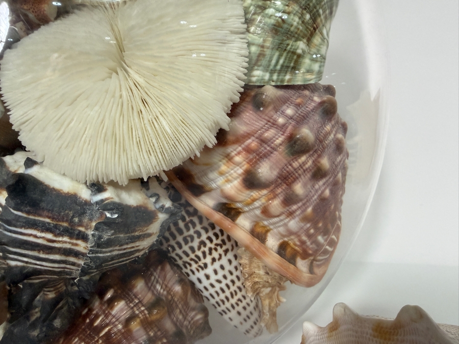 Just Added - Large Collection Of Mixed Decorative Seashells Corals And Starfish In Round Glass Bowl 11.5'H [Photo 4]