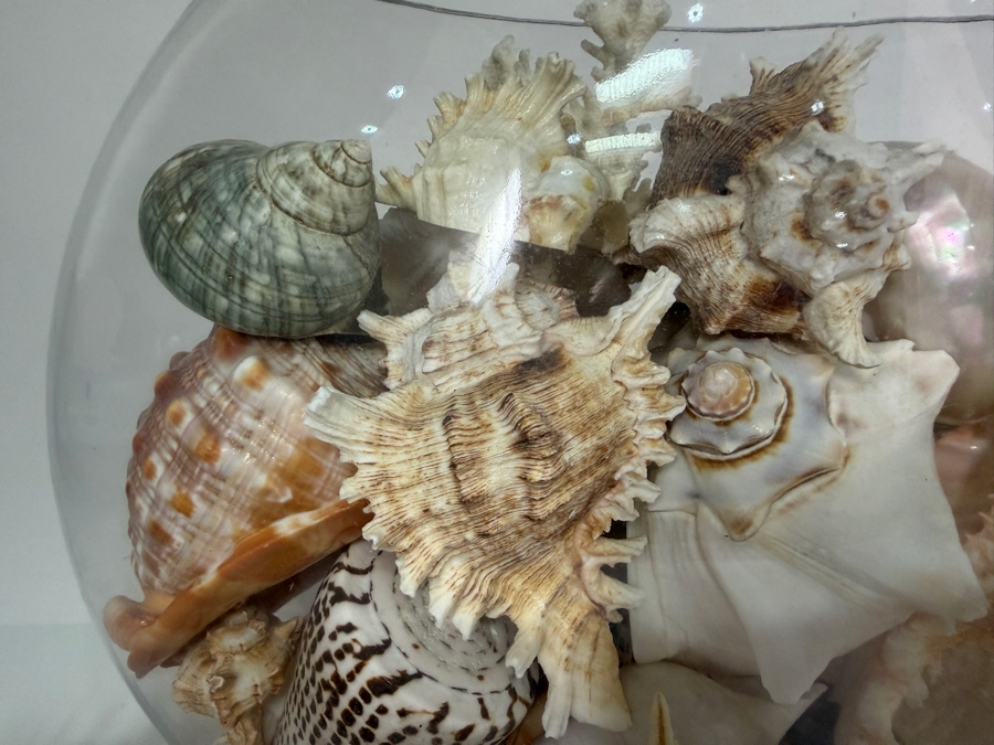 Just Added - Large Collection Of Mixed Decorative Seashells Corals And Starfish In Round Glass Bowl 11.5'H [Photo 11]