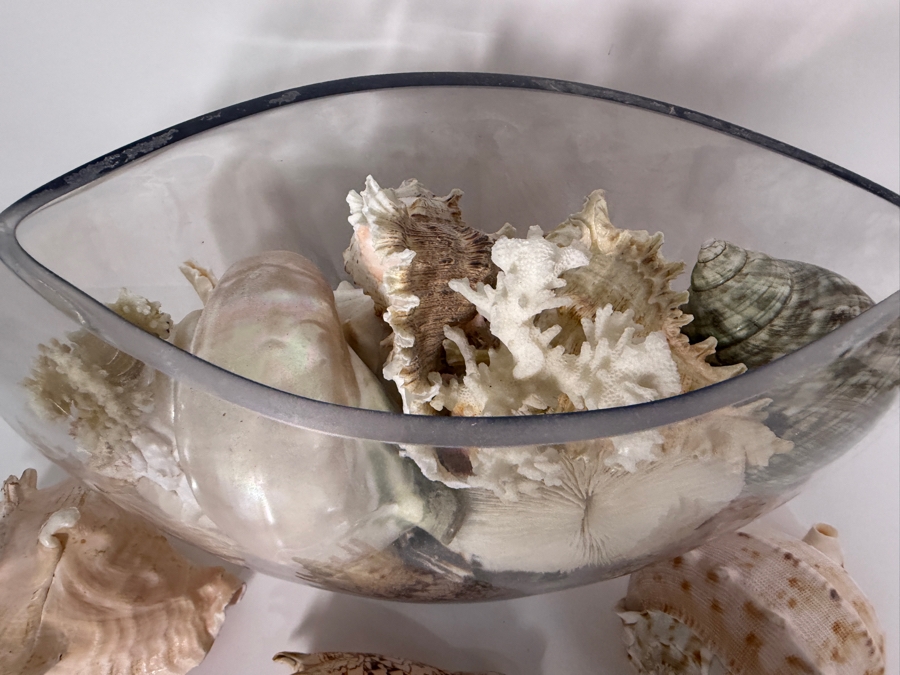 Just Added - Large Collection Of Mixed Decorative Seashells Corals And Starfish In Round Glass Bowl 11.5'H [Photo 8]