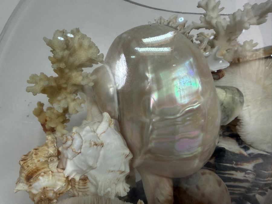 Just Added - Large Collection Of Mixed Decorative Seashells Corals And Starfish In Round Glass Bowl 11.5'H [Photo 2]