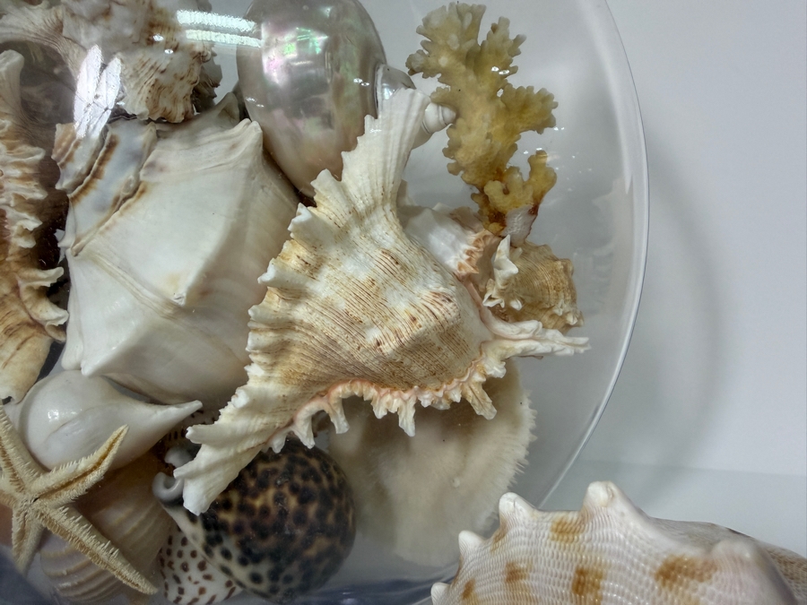 Just Added - Large Collection Of Mixed Decorative Seashells Corals And Starfish In Round Glass Bowl 11.5'H [Photo 13]