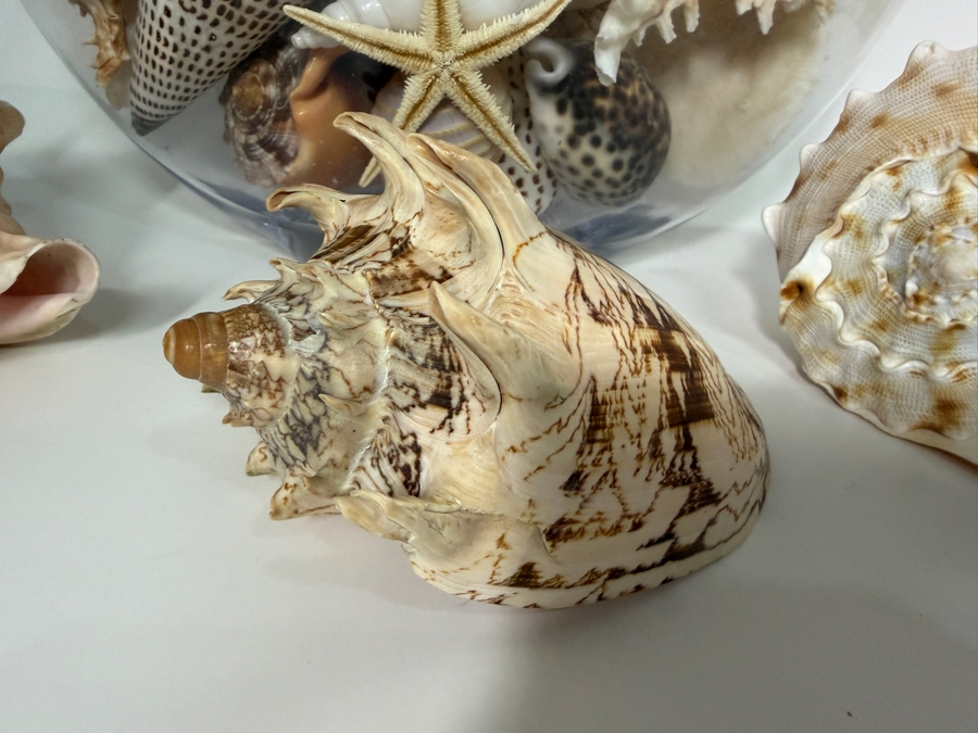 Just Added - Large Collection Of Mixed Decorative Seashells Corals And Starfish In Round Glass Bowl 11.5'H [Photo 14]
