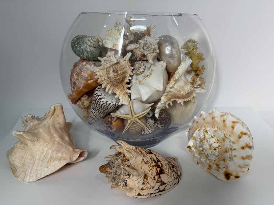Just Added - Large Collection Of Mixed Decorative Seashells Corals And Starfish In Round Glass Bowl 11.5'H [Photo 9]