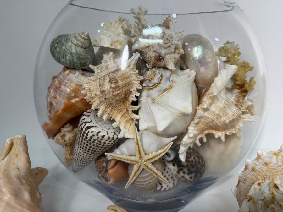Just Added - Large Collection Of Mixed Decorative Seashells Corals And Starfish In Round Glass Bowl 11.5'H [Photo 10]