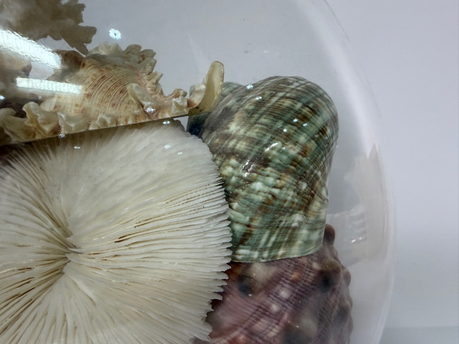 Just Added - Large Collection Of Mixed Decorative Seashells Corals And Starfish In Round Glass Bowl 11.5'H [Photo 3]