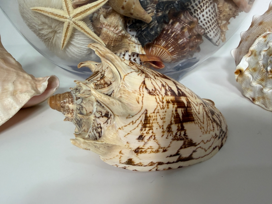 Just Added - Large Collection Of Mixed Decorative Seashells Corals And Starfish In Round Glass Bowl 11.5'H [Photo 6]