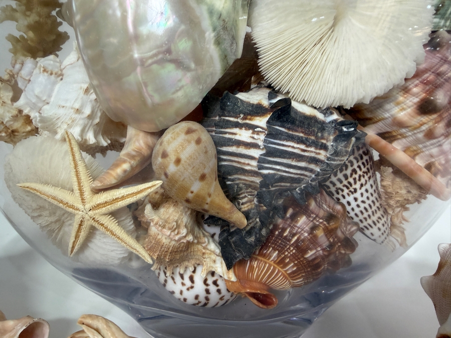 Just Added - Large Collection Of Mixed Decorative Seashells Corals And Starfish In Round Glass Bowl 11.5'H [Photo 5]