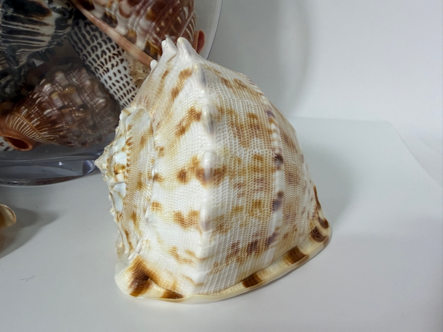 Just Added - Large Collection Of Mixed Decorative Seashells Corals And Starfish In Round Glass Bowl 11.5'H [Photo 7]