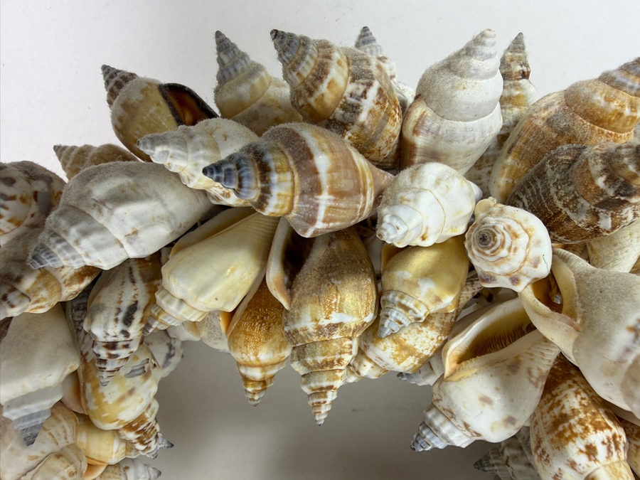 Vintage Organic Seashell Wreath 10'W [Photo 3]