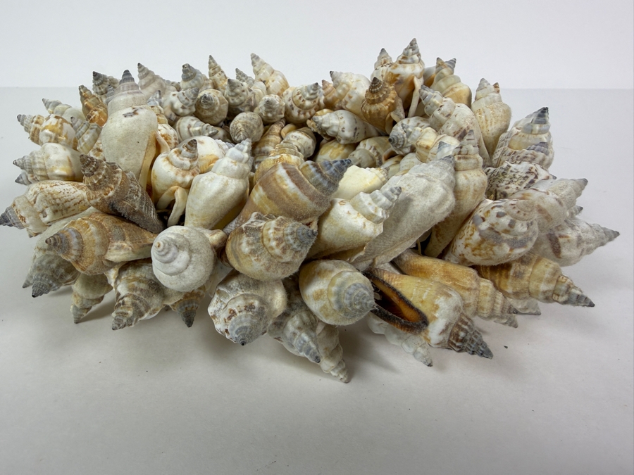 Vintage Organic Seashell Wreath 10'W [Photo 5]