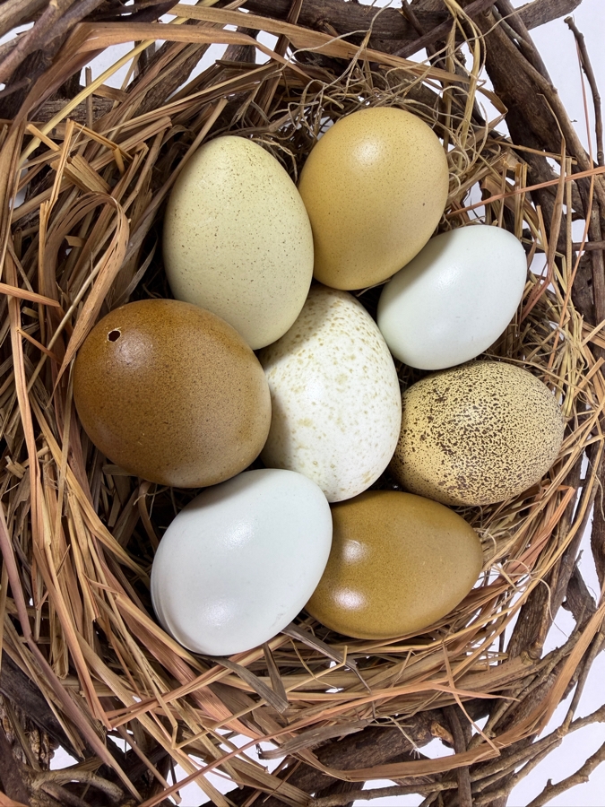 Decorative Twig Bird Nest With Eggs 14W X 5H [Photo 5]