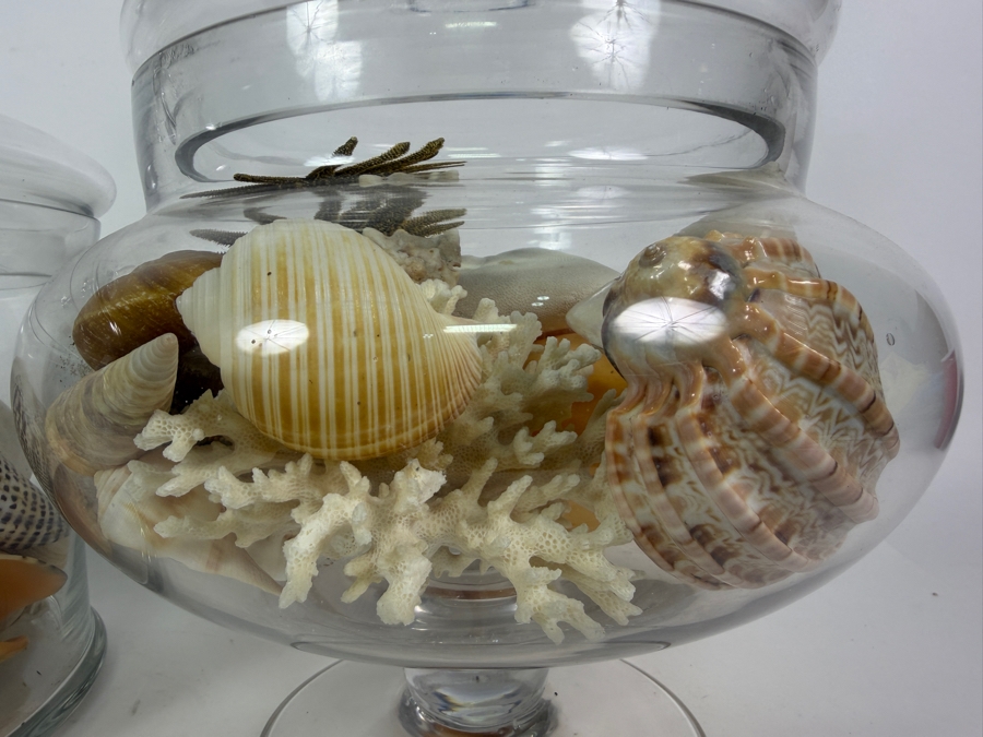 Pair Of Apothecary Jars Filled With Organic Seashells And Coral 11H and 13.5H [Photo 5]