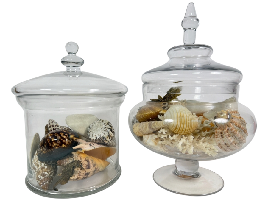 Pair Of Apothecary Jars Filled With Organic Seashells And Coral 11H and 13.5H