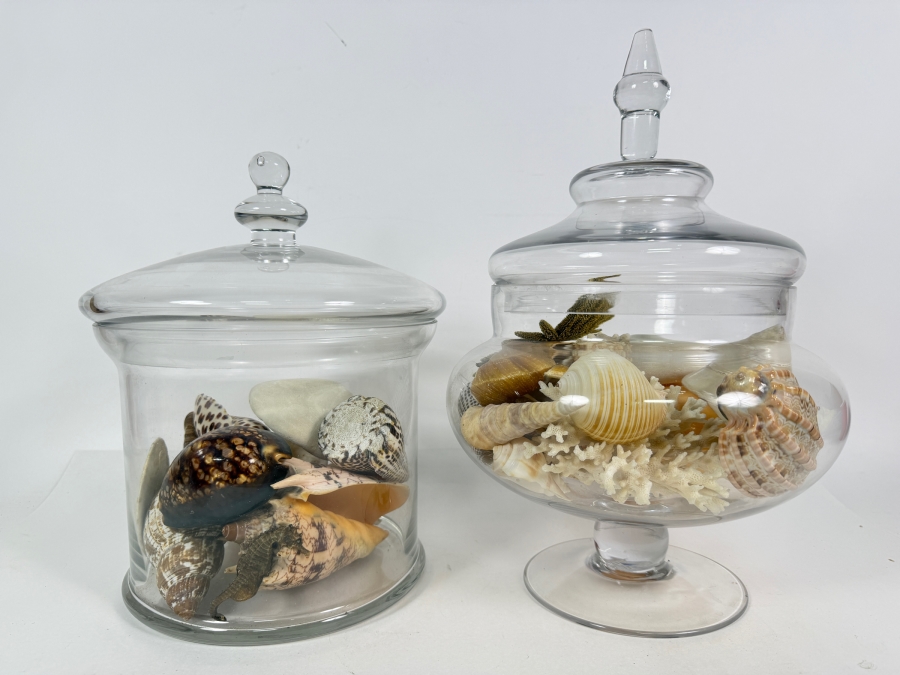 Pair Of Apothecary Jars Filled With Organic Seashells And Coral 11H and 13.5H [Photo 2]