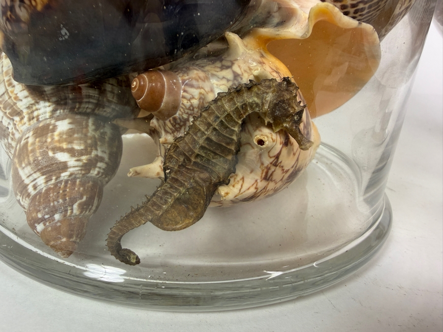 Pair Of Apothecary Jars Filled With Organic Seashells And Coral 11H and 13.5H [Photo 3]