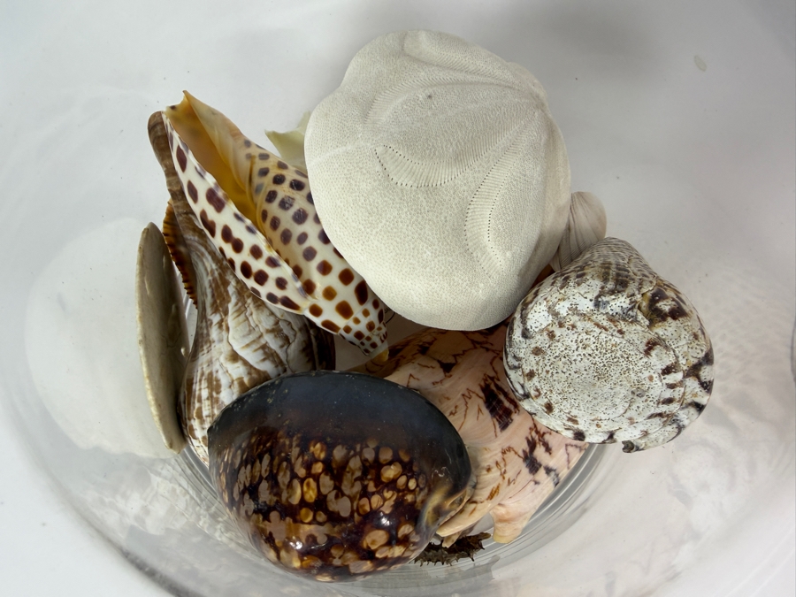 Pair Of Apothecary Jars Filled With Organic Seashells And Coral 11H and 13.5H [Photo 9]