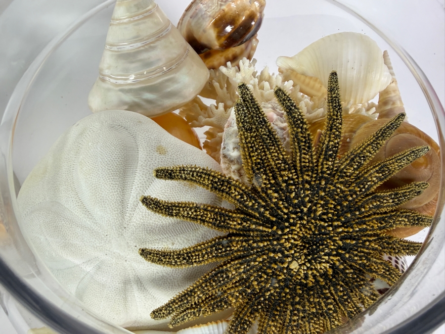 Pair Of Apothecary Jars Filled With Organic Seashells And Coral 11H and 13.5H [Photo 8]