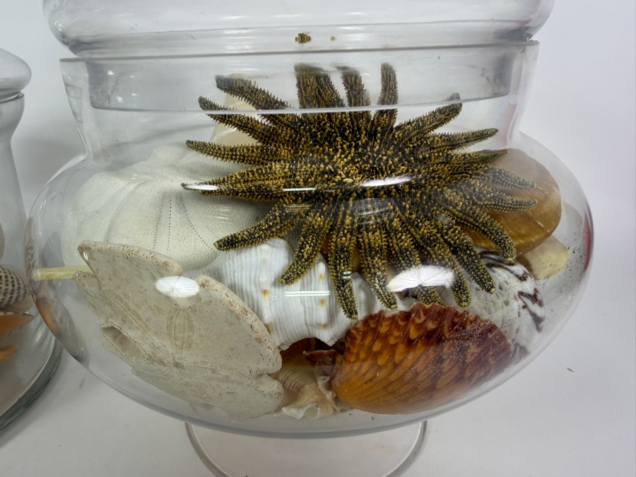 Pair Of Apothecary Jars Filled With Organic Seashells And Coral 11H and 13.5H [Photo 7]