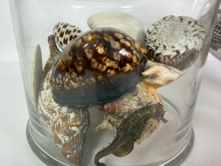 Pair Of Apothecary Jars Filled With Organic Seashells And Coral 11H and 13.5H [Photo 4]
